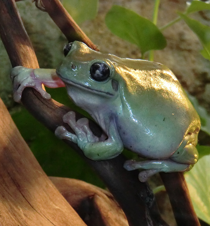 Korallenfingerlaubfrosch im Wuppertaler Zoo am 28. Januar 2012