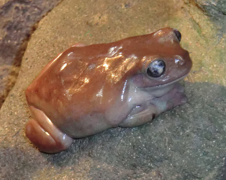 Korallenfingerlaubfrosch im Zoologischen Garten Wuppertal am 29. Januar 2012