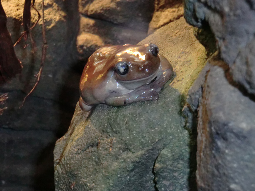 Korallenfingerlaubfrosch im Wuppertaler Zoo am 29. Januar 2012