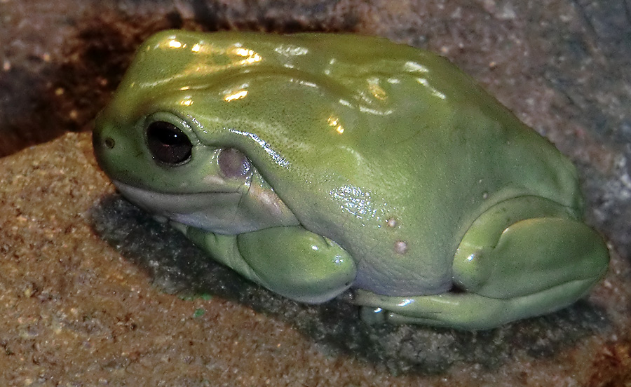 Korallenfingerlaubfrosch im Zoologischen Garten Wuppertal am 3. Februar 2012