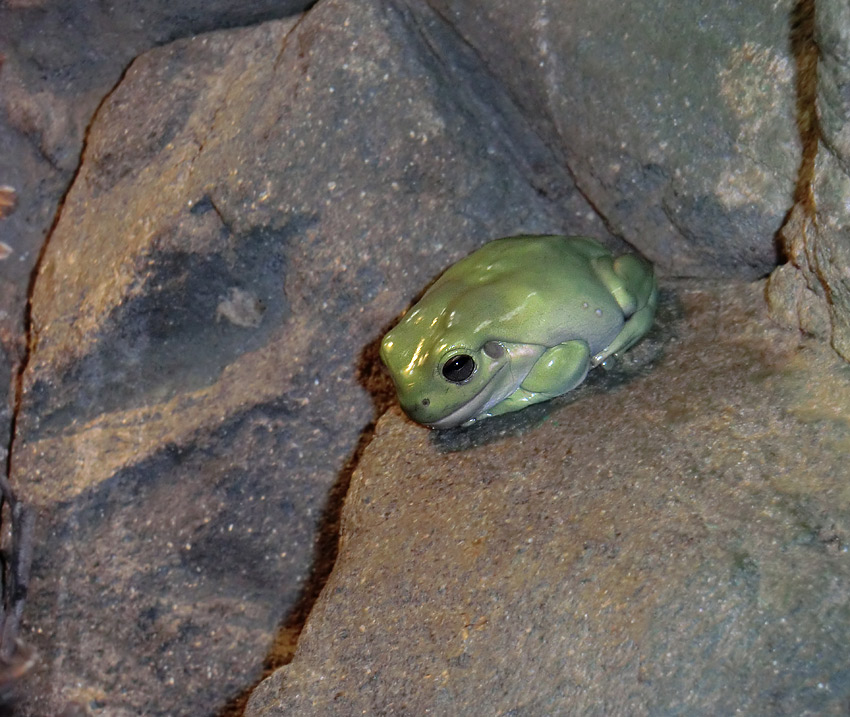 Korallenfingerlaubfrosch im Wuppertaler Zoo am 3. Februar 2012