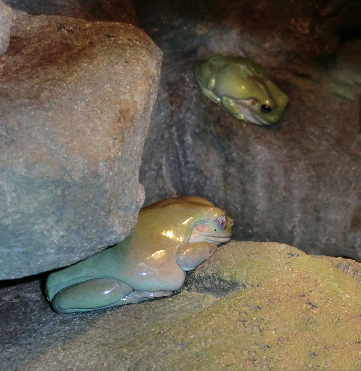 Korallenfingerlaubfrosch im Zoo Wuppertal am 3. Februar 2012