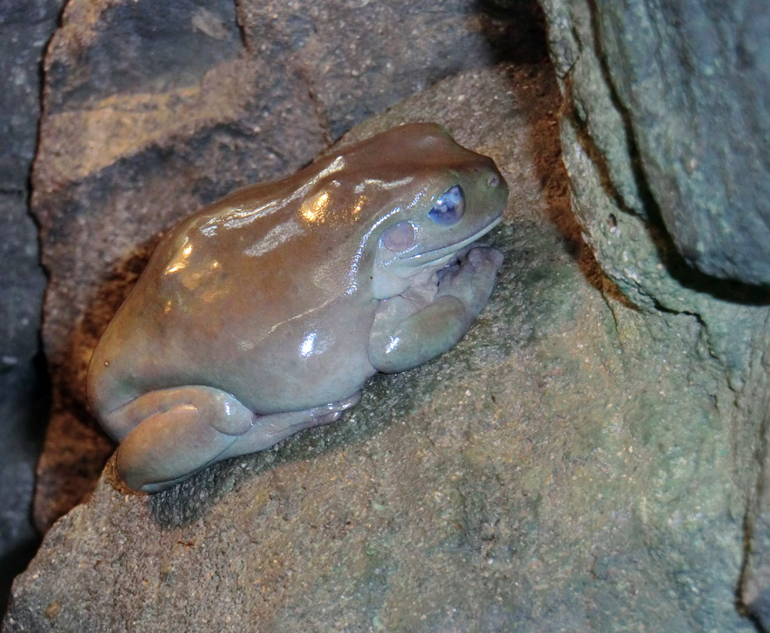 Korallenfingerlaubfrosch im Zoo Wuppertal am 4. Februar 2012