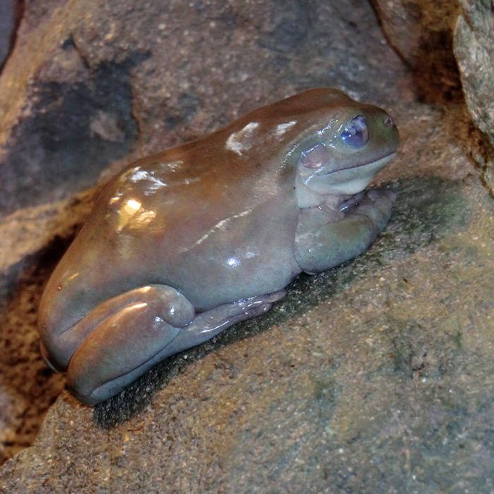 Korallenfingerlaubfrosch im Wuppertaler Zoo am 4. Februar 2012