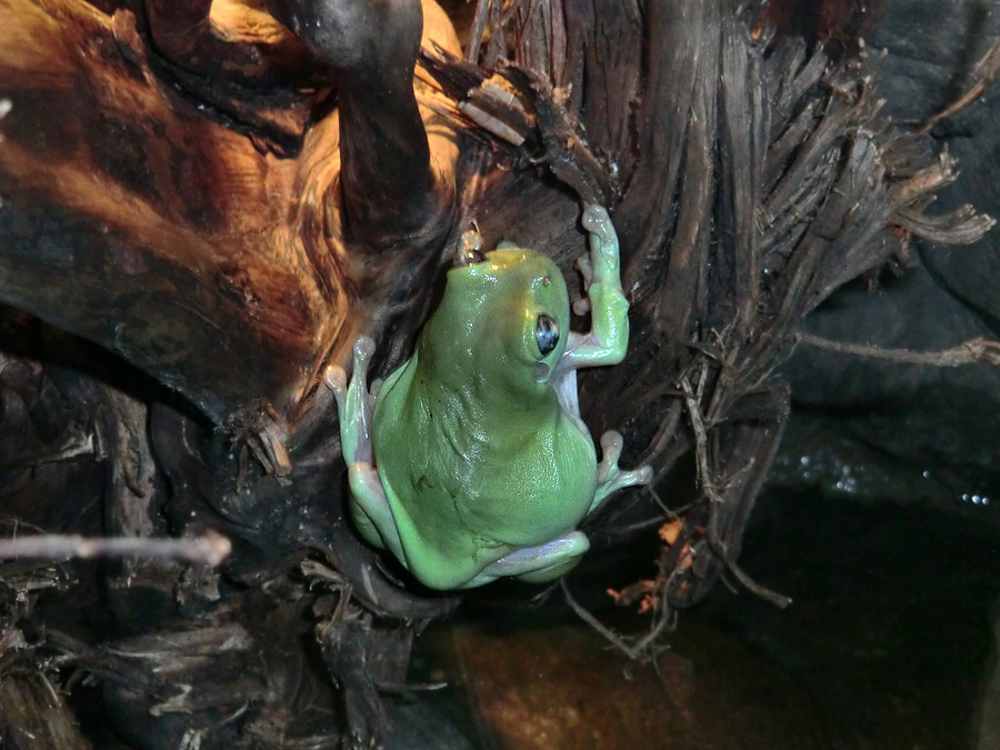 Korallenfingerlaubfrosch im Zoo Wuppertal am 7. Februar 2012