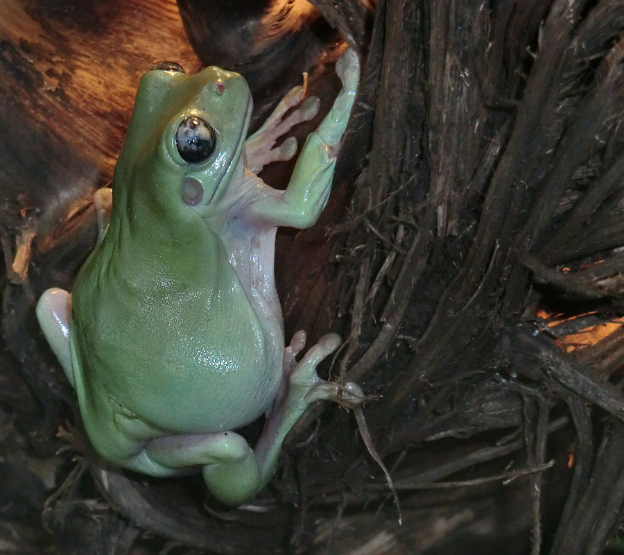 Korallenfingerlaubfrosch im Zoologischen Garten Wuppertal am 7. Februar 2012