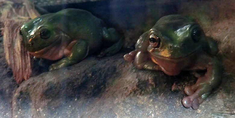 Korallenfingerlaubfrosch im Wuppertaler Zoo am 7. Februar 2012