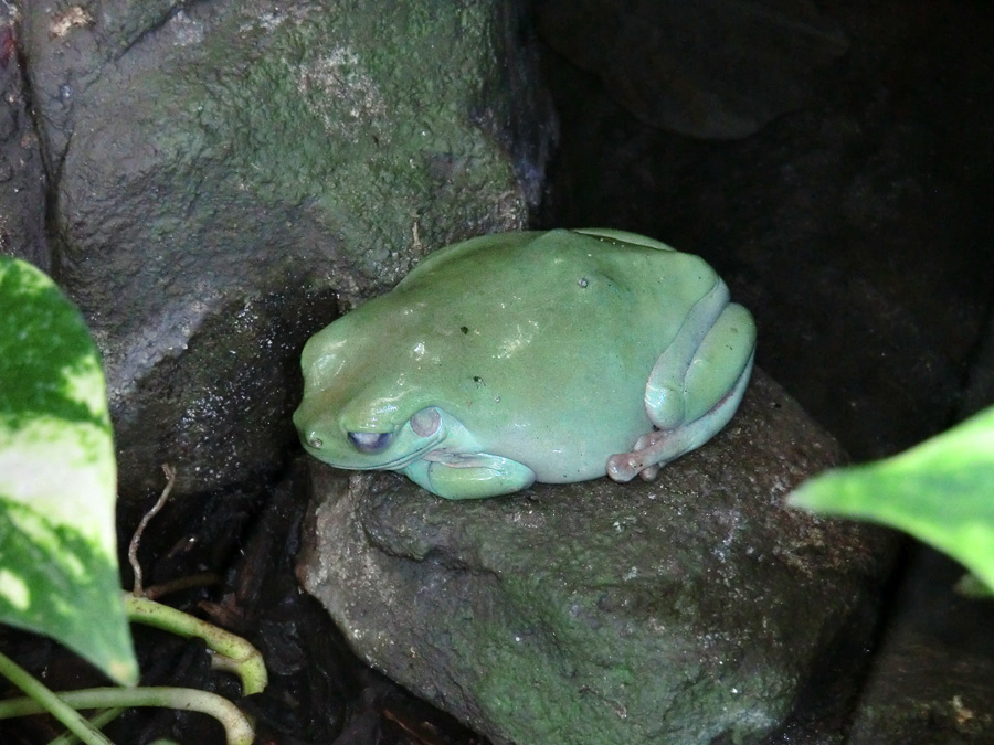 Korallenfingerlaubfrosch im Wuppertaler Zoo im August 2012