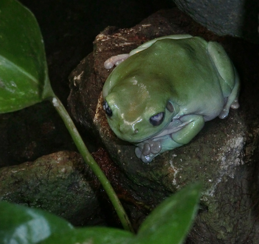 Korallenfingerlaubfrosch im Zoo Wuppertal am 20. Oktober 2012