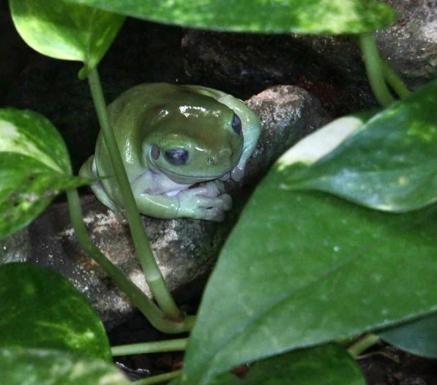 Korallenfingerlaubfrosch im Wuppertaler Zoo im November 2012