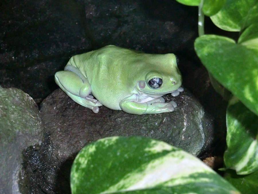 Korallenfingerlaubfrosch im Wuppertaler Zoo im Dezember 2012