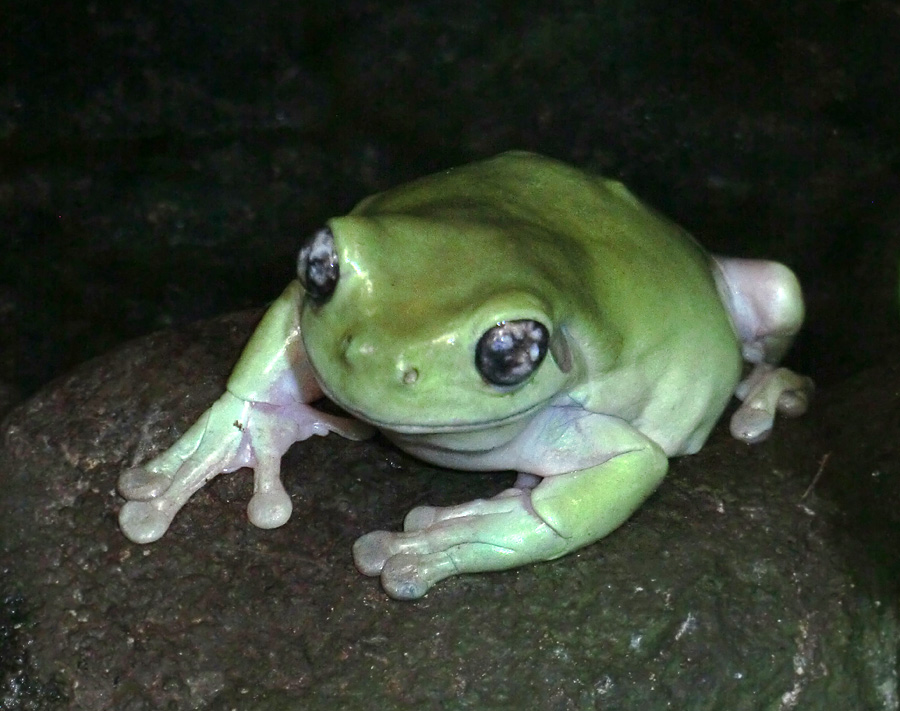 Korallenfingerlaubfrosch im Zoologischen Garten Wuppertal im Dezember 2012