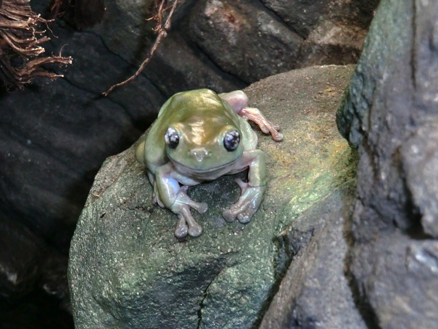 Korallenfingerlaubfrosch im Zoo Wuppertal im Januar 2013