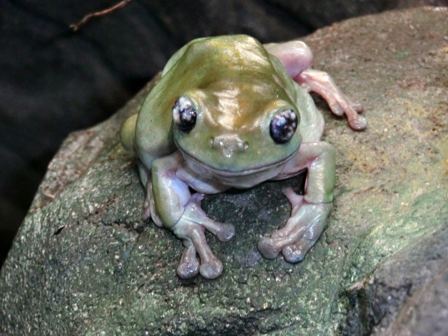 Korallenfingerlaubfrosch im Zoologischen Garten Wuppertal im Januar 2013