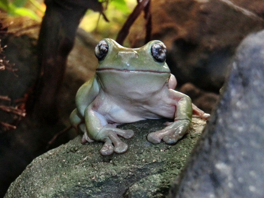 Korallenfingerlaubfrosch im Wuppertaler Zoo im Januar 2013