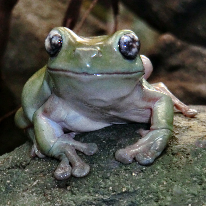 Korallenfingerlaubfrosch im Wuppertaler Zoo im Januar 2013