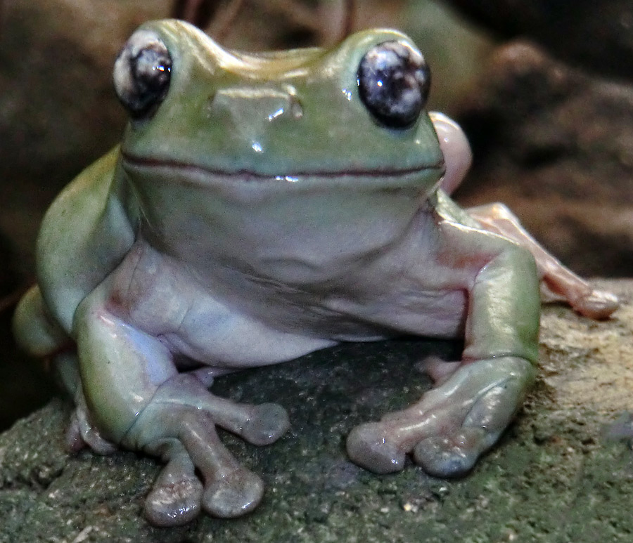 Korallenfingerlaubfrosch im Zoo Wuppertal im Januar 2013