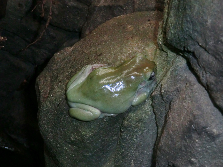 Korallenfingerlaubfrosch im Zoologischen Garten Wuppertal im Januar 2013