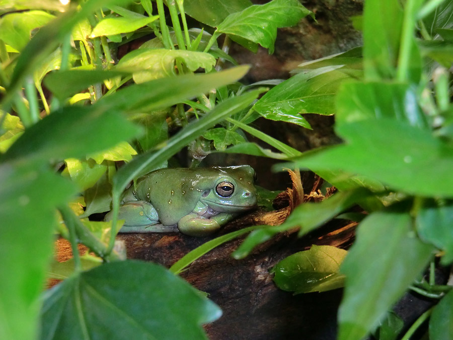 Korallenfingerlaubfrosch im Wuppertaler Zoo im Oktober 2013