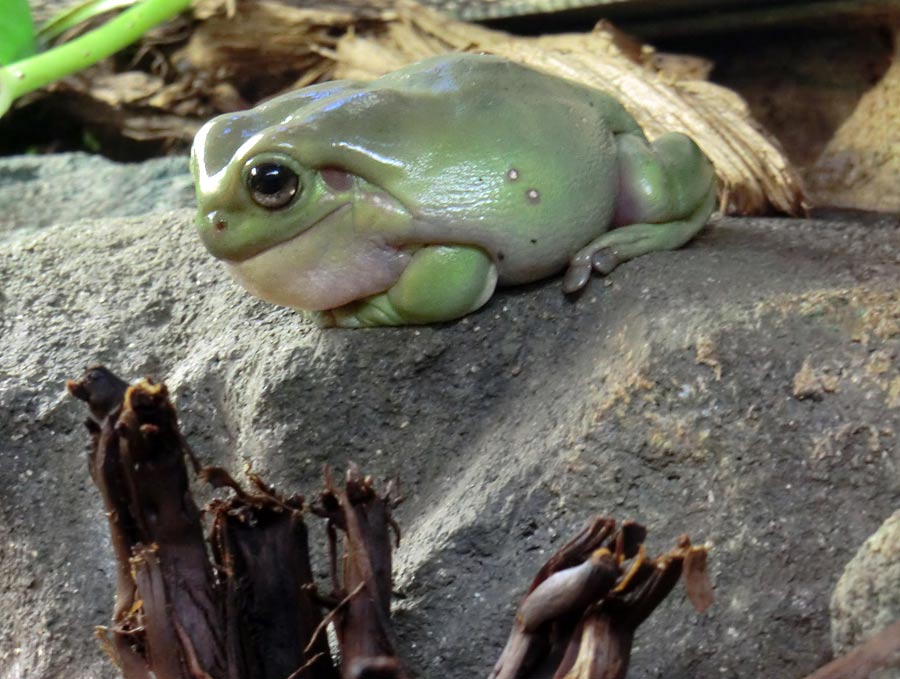 Korallenfingerlaubfrosch im Wuppertaler Zoo im Januar 2014