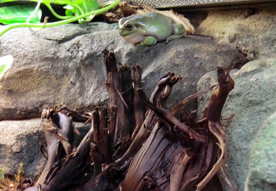 Korallenfingerlaubfrosch im Zoo Wuppertal im Januar 2014