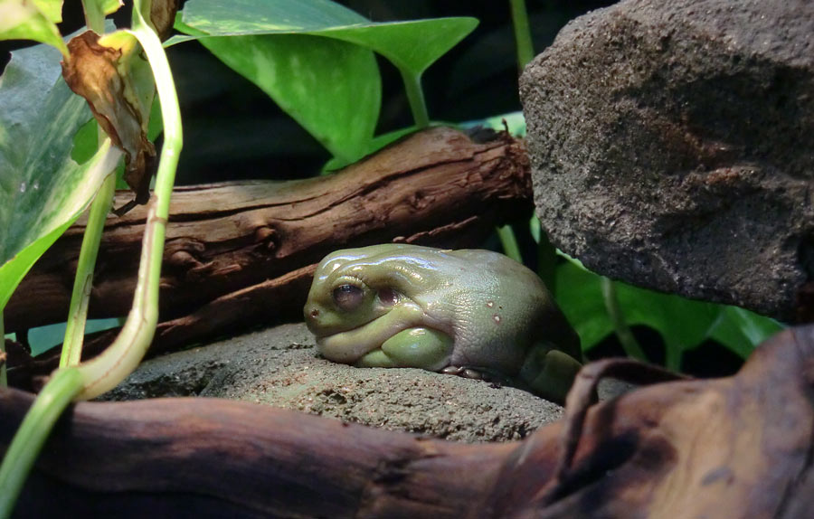 Korallenfingerlaubfrosch im Zoologischen Garten Wuppertal im April 2014