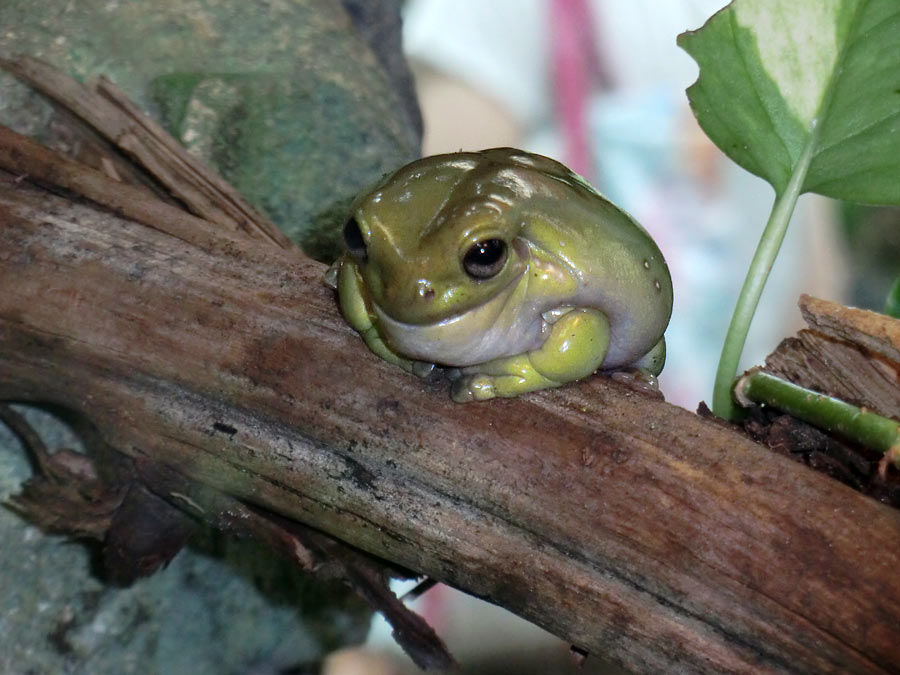 Korallenfingerlaubfrosch im Zoo Wuppertal im Juli 2014