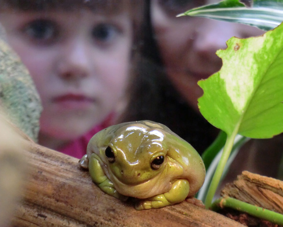 Korallenfingerlaubfrosch im Zoologischen Garten Wuppertal im Juli 2014