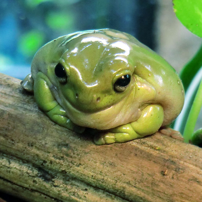 Korallenfingerlaubfrosch im Wuppertaler Zoo im Juli 2014