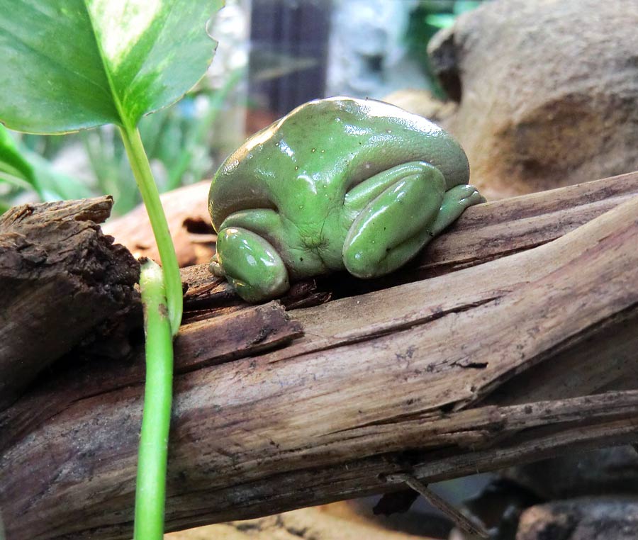 Korallenfingerlaubfrosch im Wuppertaler Zoo im Juli 2014