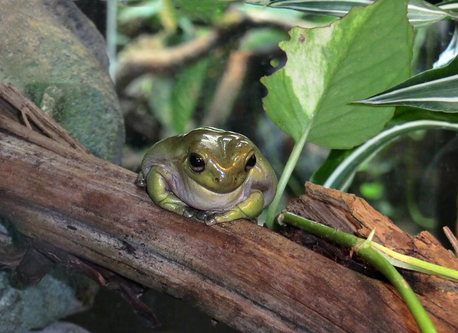 Korallenfingerlaubfrosch im Zoo Wuppertal im Juli 2014