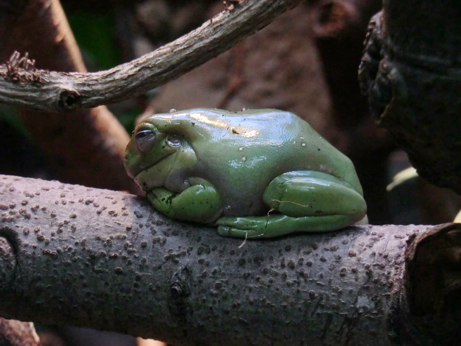 Korallenfingerlaubfrosch im Wuppertaler Zoo im Oktober 2014