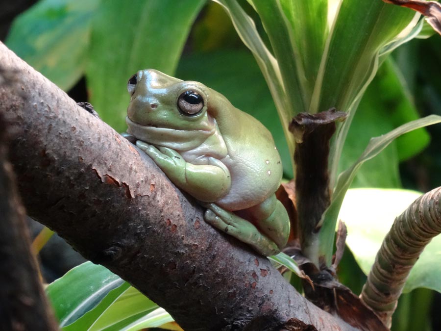 Korallenfingerlaubfrosch im Zoo Wuppertal im Dezember 2014