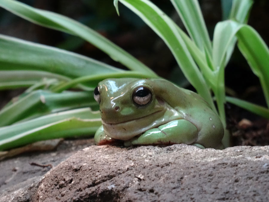 Korallenfingerlaubfrosch im Zoo Wuppertal im Dezember 2014