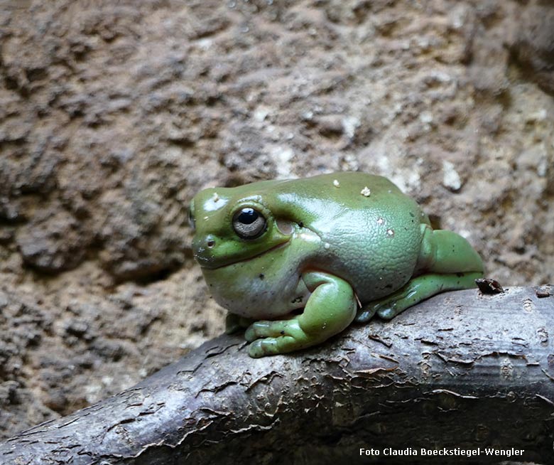 Korallenfingerlaubfrosch am 23. Mai 2017 im Terrarium im Zoo Wuppertal (Foto Claudia Böckstiegel-Wengler)