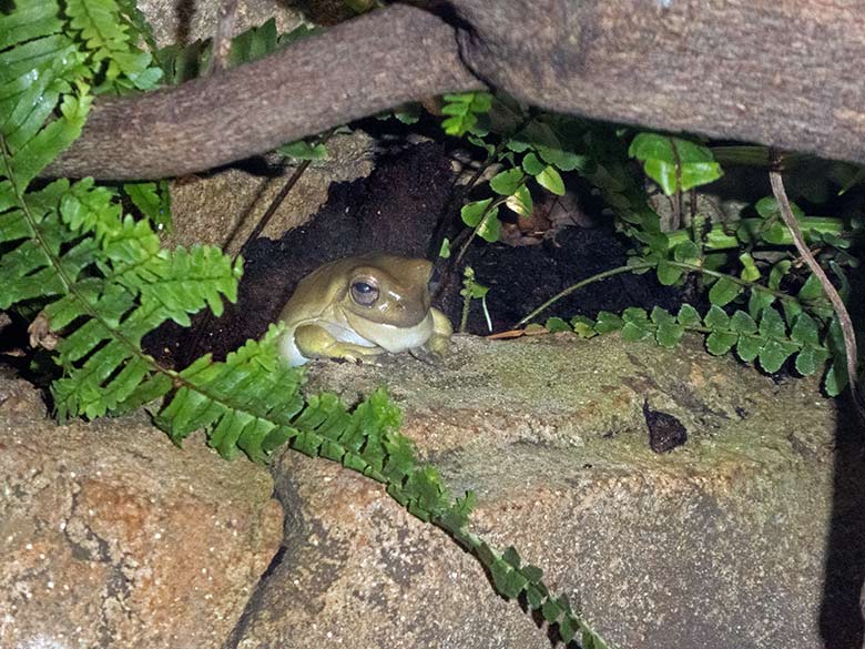 Korallenfingerlaubfrosch am 2. Februar 2020 im Terrarium im Grünen Zoo Wuppertal