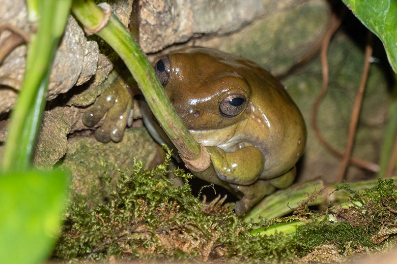 Korallenfingerlaubfrosch am 2. November 2021 im Terrarium im Grünen Zoo Wuppertal am 2. November 2021 im Terrarium im Zoo Wuppertal