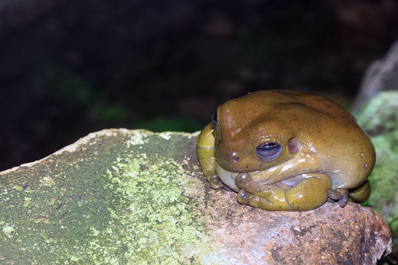 Korallenfingerlaubfrosch am 29. November 2021 in einem Schaugehege im Terrarium im Grünen Zoo Wuppertal