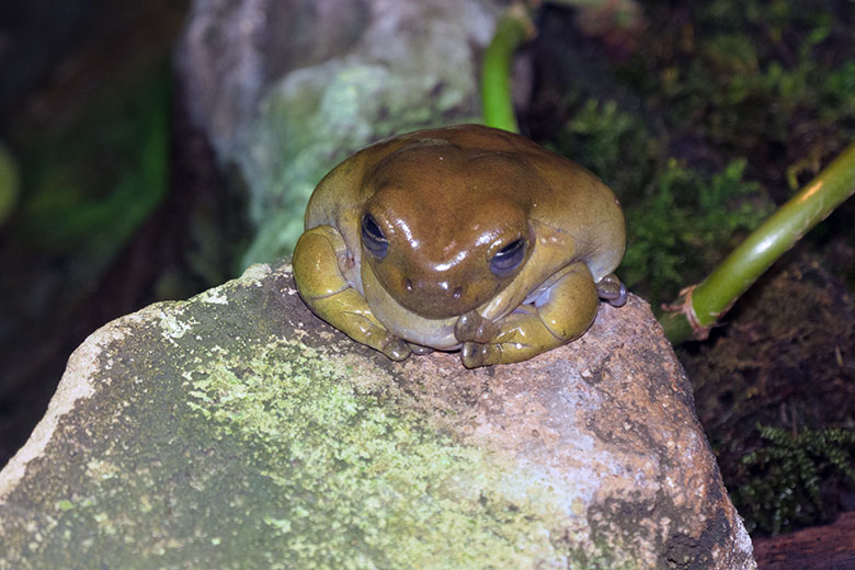 Korallenfingerlaubfrosch am 29. November 2021 in einem Schaugehege im Terrarium im Wuppertaler Zoo