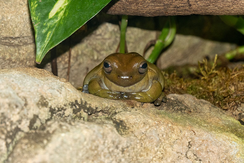 Korallenfingerlaubfrosch am 11. Februar 2022 im Terrarium im Grünen Zoo Wuppertal