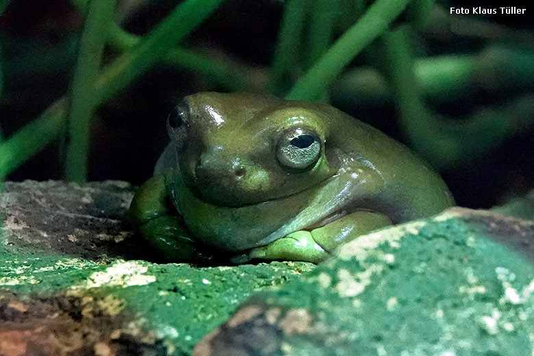 Korallenfingerlaubfrosch am 26. Oktober 2022 im Terrarium im Zoologischen Garten Wuppertal (Foto Klaus Tüller)