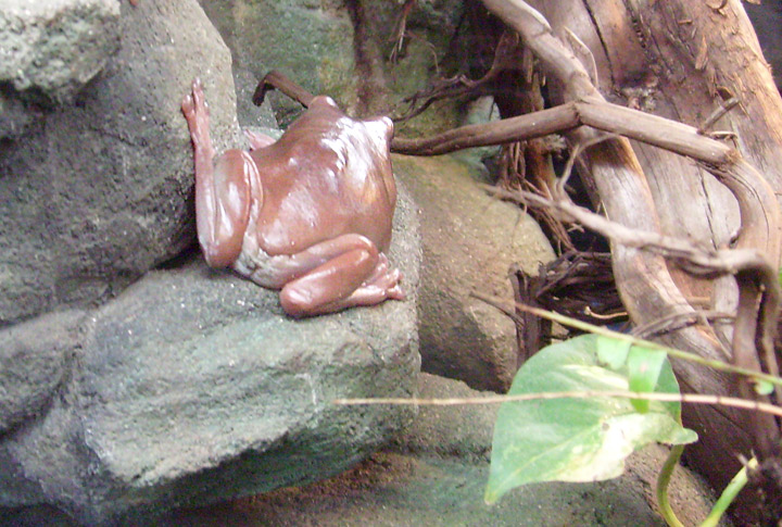 Korallenfingerlaubfrosch im Zoologischen Garten Wuppertal im Dezember 2008