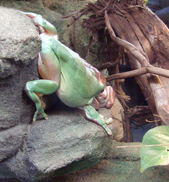 Korallenfingerlaubfrosch im Zoo Wuppertal im Dezember 2008