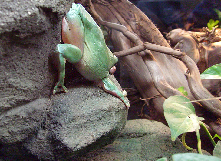 Korallenfingerlaubfrosch im Wuppertaler Zoo im Dezember 2008