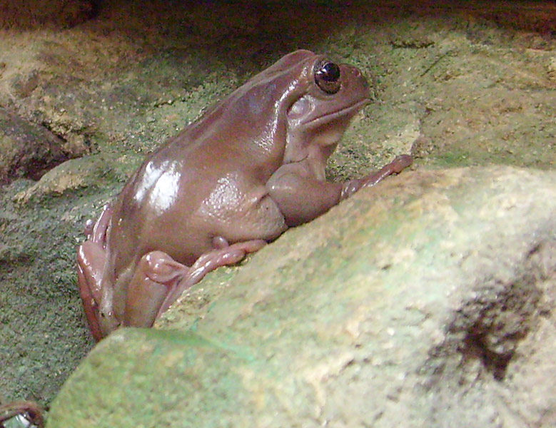 Korallenfingerlaubfrosch im Zoologischen Garten Wuppertal im Dezember 2008