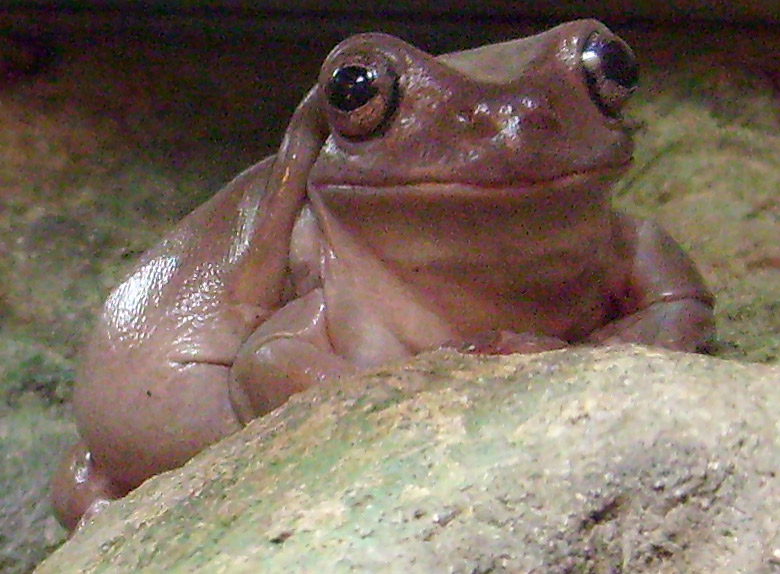 Korallenfingerlaubfrosch im Zoo Wuppertal im Dezember 2008