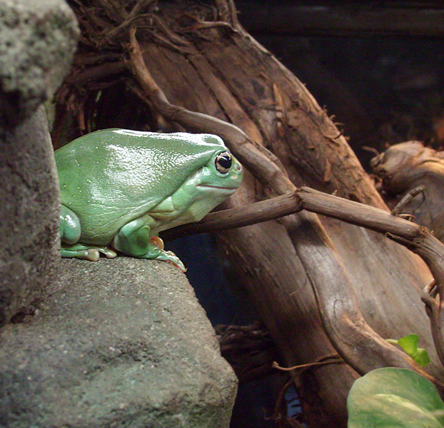 Korallenfingerlaubfrosch im Zoologischen Garten Wuppertal im Dezember 2008