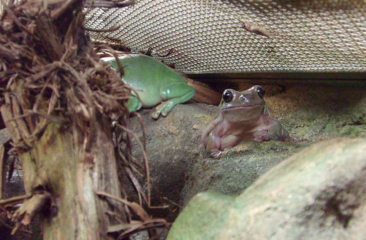 Korallenfingerlaubfrosch im Zoo Wuppertal im Dezember 2008