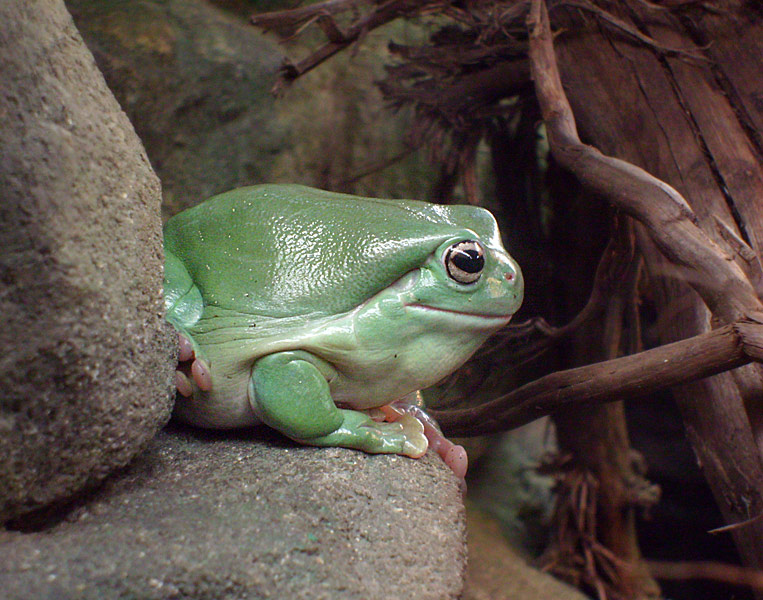 Korallenfingerlaubfrosch im Wuppertaler Zoo im Dezember 2008