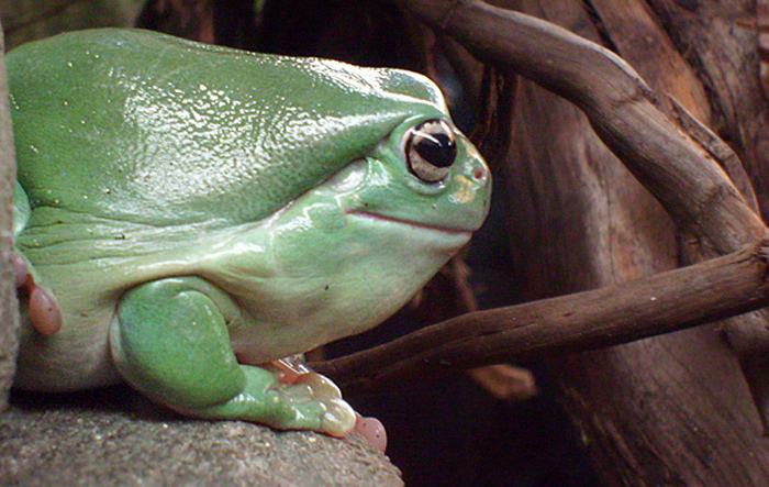 Korallenfingerlaubfrosch im Wuppertaler Zoo im Dezember 2008